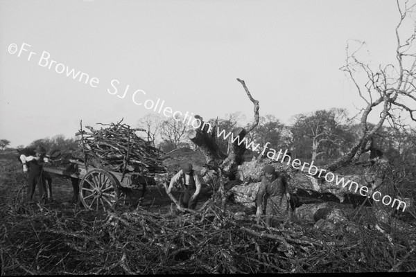 NEIGHBOURS COLLECT THEIR FALLEN TREES AT �1 PER TREE & CARRY YOURSELF